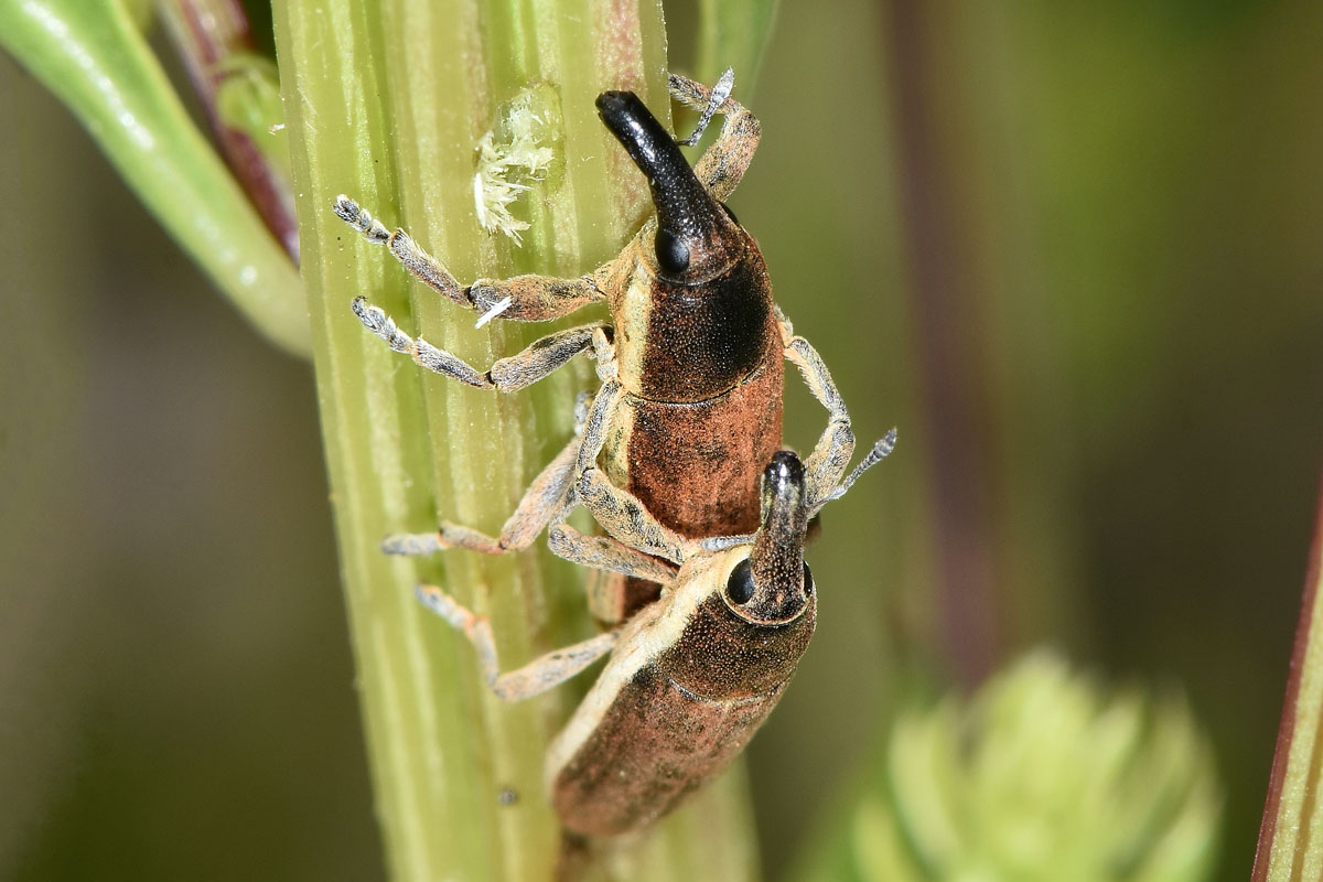 Curculionidae:  Lixus juncii?  S !